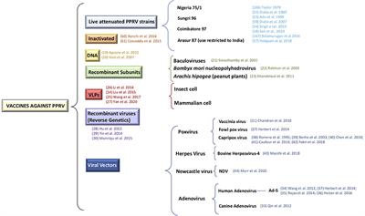 A New Look at Vaccine Strategies Against PPRV Focused on Adenoviral Candidates